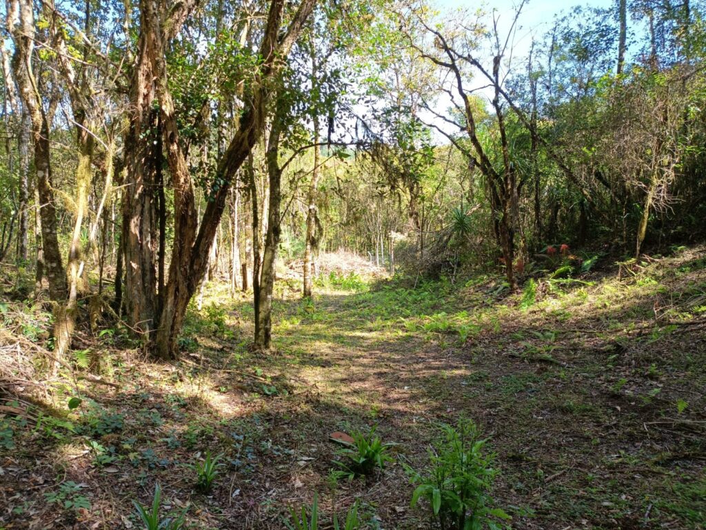 Chácaras em Campo Magro